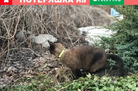 Пропала кошка в Мещерском Полесье, окрас кофе с молоком