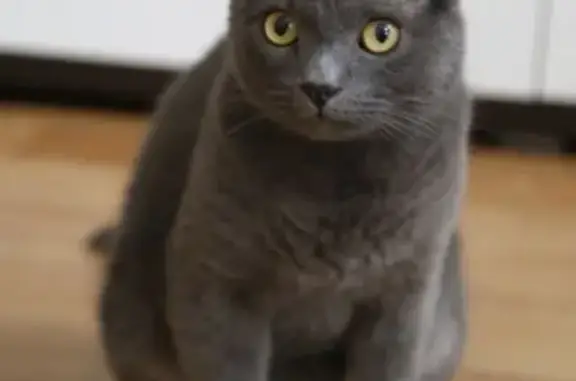 Кошки потеряшки, Москва, фото: Потеряшка кот Маркис, р-он Южное Бутово, Москва