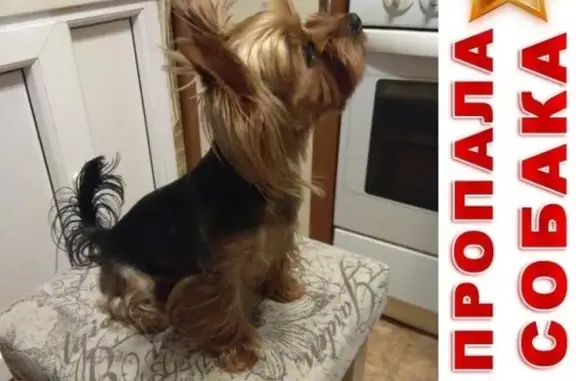 Собаки потеряшки, Чита, фото: Потеряшка собака на улицах Ленина и Баргузинской, вознаграждение!