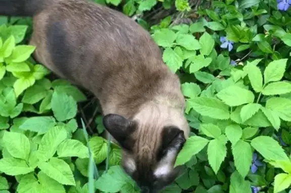 Пропала коричневая кошка в Томарово