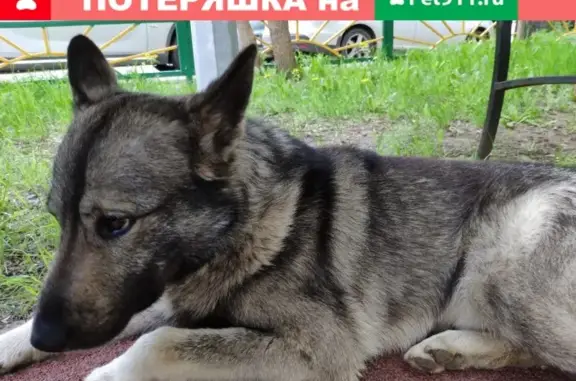 Найдена собака, Москва, фото: Пропала собака в Новокосино: Кобель на детской площадке (ул. Салтыковская, 23к1)