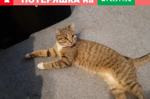 Пропала кошка Соня в Брянске на Почтовой, 140