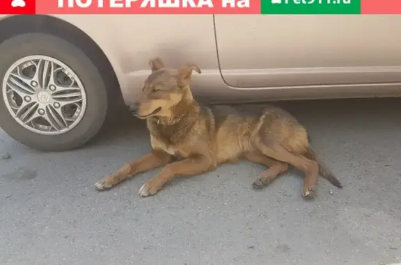 Найдена собака в Иркутске, ждет хозяина #4shvostikom