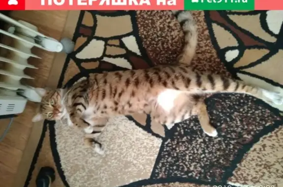 Пропала кошка в Балтийске, ул. А. Невского 21