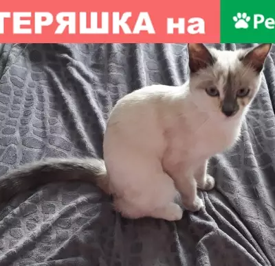 Найдена кошка на б-р Рябикова 10а в Иркутске