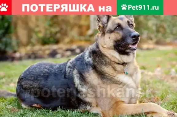 Собаки потеряшки, село Криводановка, фото: Потеряшка немецкая овчарка в Криводановке