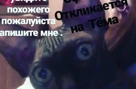 Пропала кошка Тёма в Барнауле