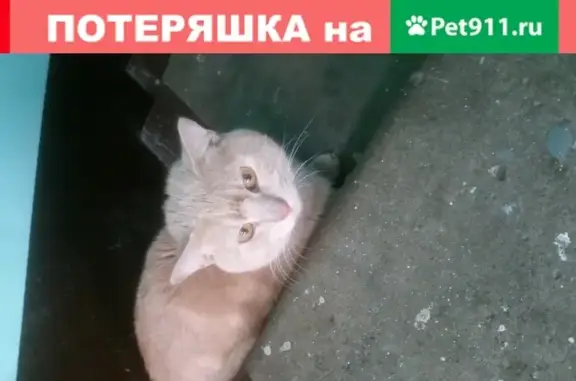 Найдена осторожная кошка на ул. Здоровцева, СПб