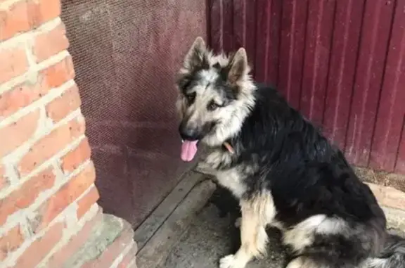 Пропала собака в Кореновске на улице Красноармейская 139