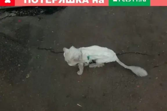 Найдена кошка около автосервиса в Москве!