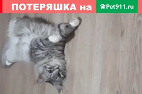 Пропала кошка Семен в Мичуринске, ул. Колхозная, 6.