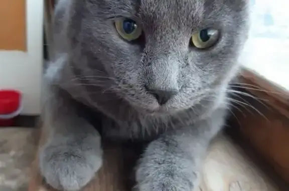 Найден Русский голубой кот в Митино, ищет хозяина.