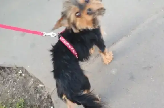 Собака найдена на Люблинской улице