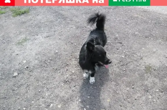 Собаки потеряшки, Новокузнецк, фото: Потеряшка собака в Заводском районе Новокузнецка, найдена.