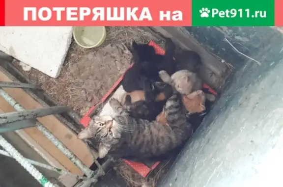 Пропала кошка в Невинномысске, Ставропольский край