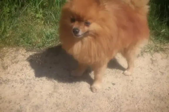 Потерянные животные Москва, фото: Пропал Померанский шпиц в Москве на Красногвардейском бульваре (41 символ)