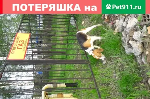 Собака с ошейником в Ложках, Московская обл.
