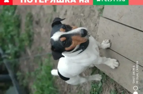 Найдена собака в деревне Косякино, Московская область