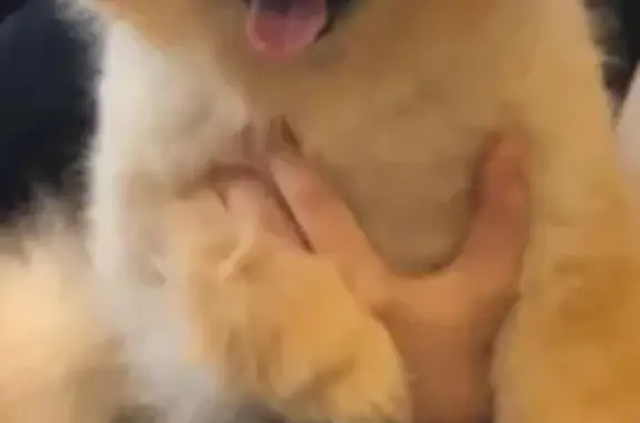 Собаки потеряшки, Кашино, фото: Потеряшка собака в Кашино, Свердловская обл.