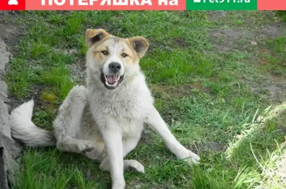Собака найдена в Новосибирской области
