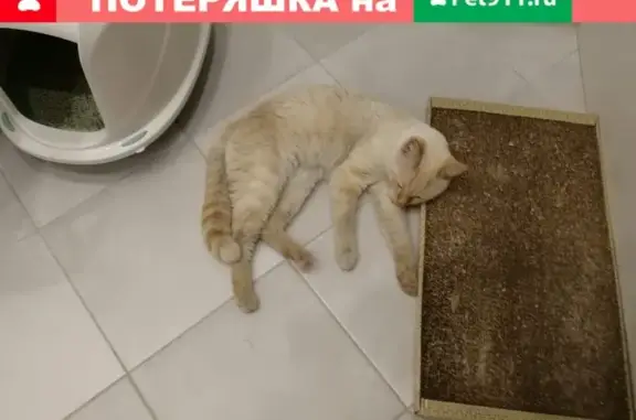 Найден кот в Нахабино, ЖК Красногорский!