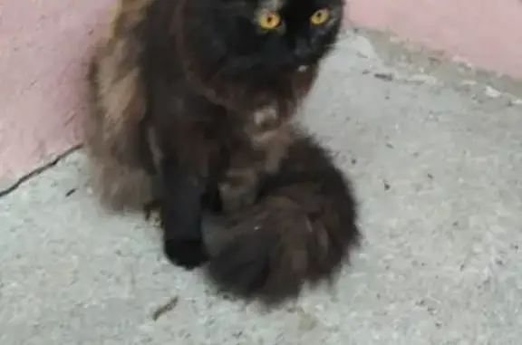 Потерянная кошка с ошейником в Тельмановском поселении