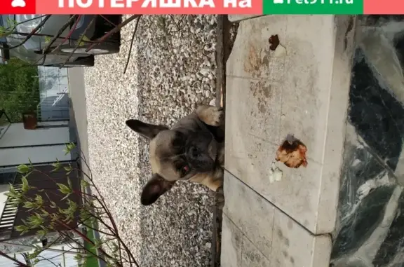 Найдена породистая собака, молодой мопс, на Федоровском подворье, Тверская область