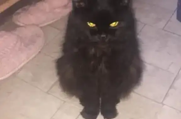 Потерянные животные Москва, фото: Пропала кошка Маркиз на Туристской 4к1 (30 символов)