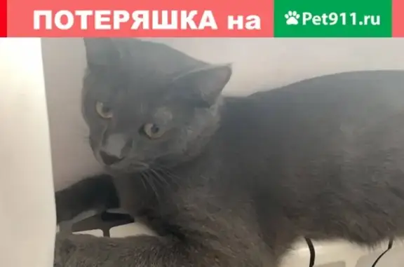 Пропал кот, серый, 8 мес, ул. Георгиевская, Московский.