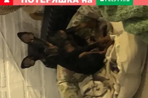 Собака Шрамик найдена в Балашихе