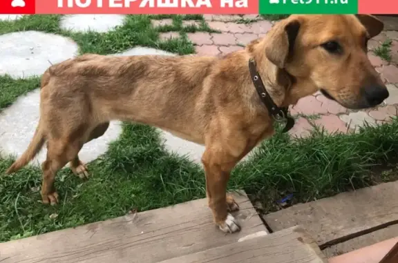 Найдена собака в Богородском р-оне, Нижний Новгород [id343807860]