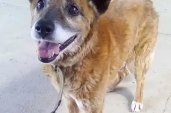 Пропала собака в п.Табачный, Республика Адыгея, номер для связи есть