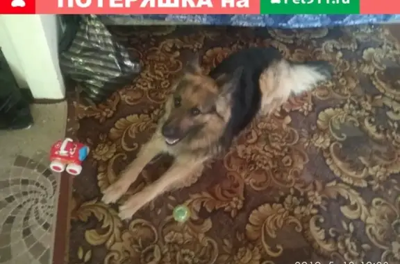 Найдена немецкая собака в Перми