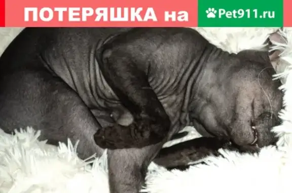 Пропала кошка на ул. Киселева 22, вознаграждение.