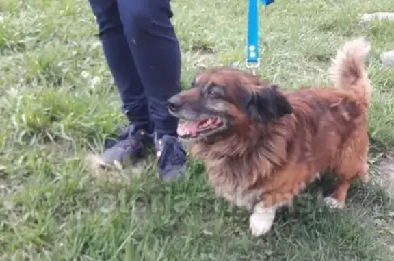 Найден пес в районе Заельцовской метро