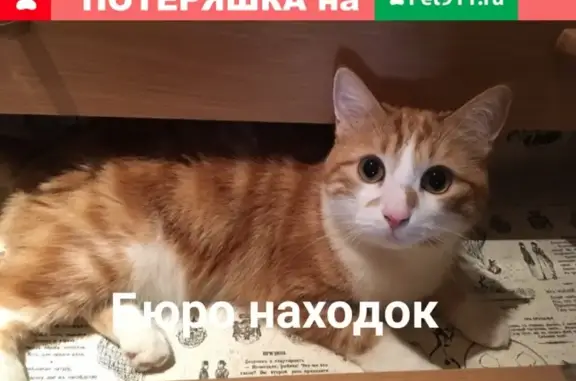 Пропал рыжий кот на Ильича 4, Архангельск