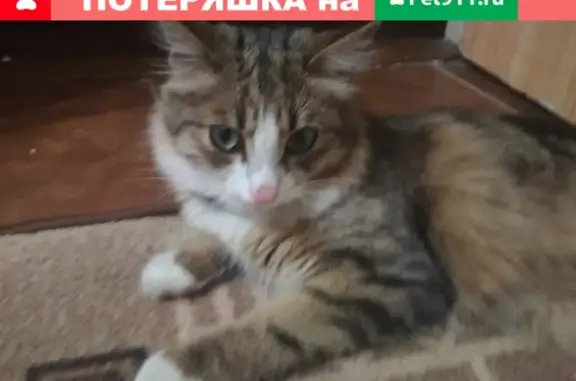 Найдена кошка в Реутове на ул. Комсомольской