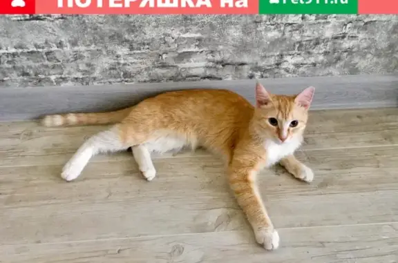 Найден домашний кот на ул. Пархоменко 1