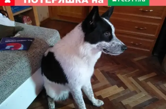 Найдена собака в Калининском районе, СПб.