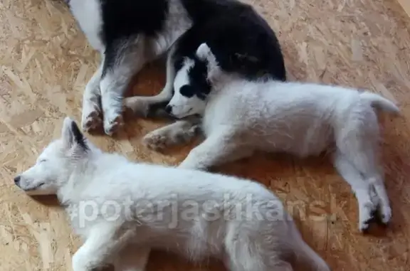 Собаки потеряшки, село Новопичугово, фото: Потеряшка собака ХАСКИ в с. Новопичугово, НСО