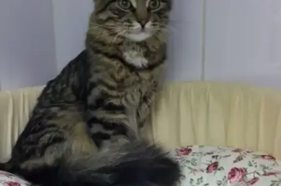 Найден домашний кот в Губайловском лесопарке, Красногорск.