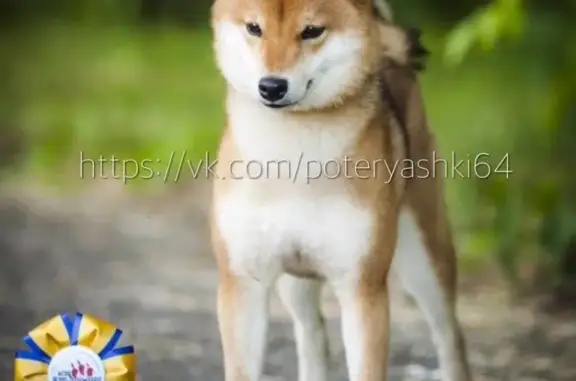 Пропала собака породы Сиба ину в районе Юбилейного и Соколовогорского, похожа на лису.
