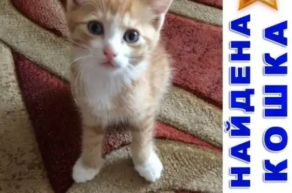 Найден рыжий котенок-мальчик в Орехово-Зуево