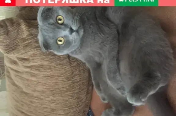 Пропала золотая британская кошка, передержка на Минском шоссе 78 км, ищу ветеринара.