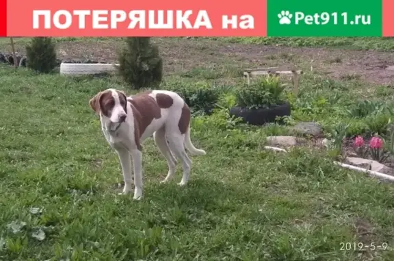 Найдена собака в деревне Михалёво, Череповецкий район