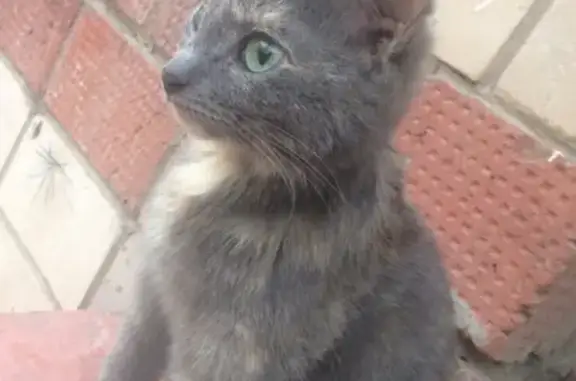 Найдена беременная кошка на Красноармейской улице