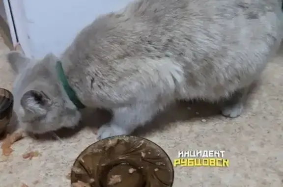 Найдена кошка с ошейником в Рубцовске