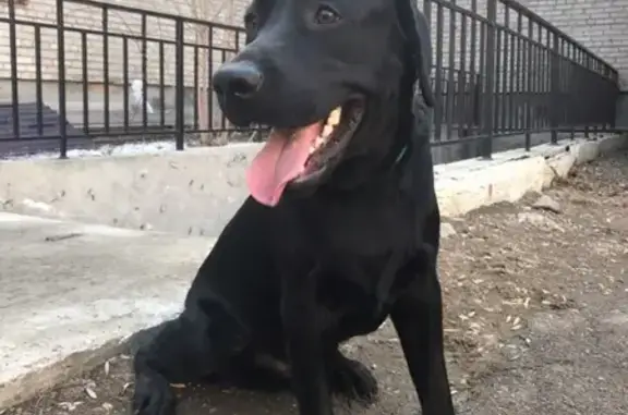 Пропала собака Цахир в Ангарске