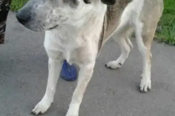 Найдена собака в Красносельском районе СПб