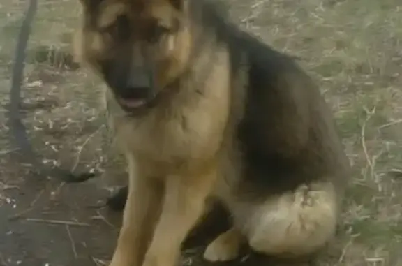Пропала собака НИКА в районе Лесозавода, Бийск